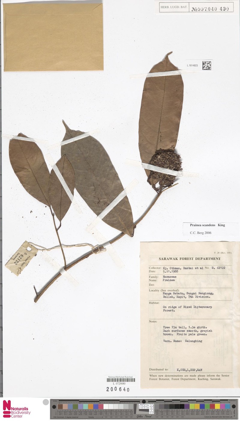 Artocarpus scandens photo 2