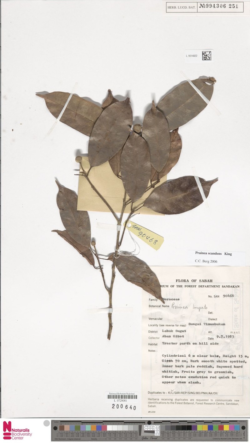 Artocarpus scandens photo 3
