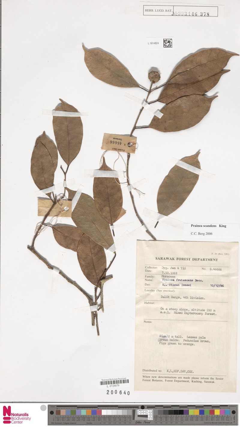 Artocarpus scandens photo 5