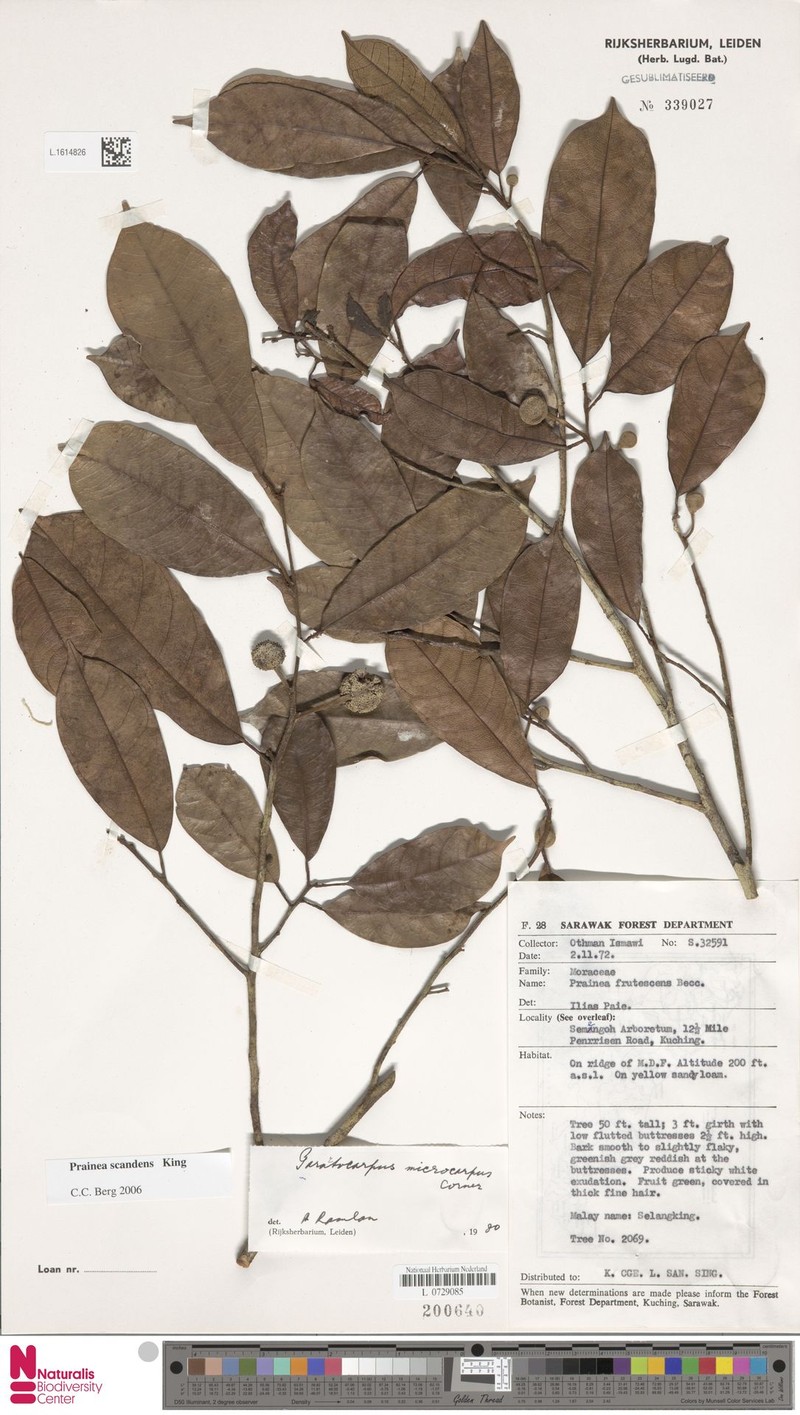 Artocarpus scandens photo 7
