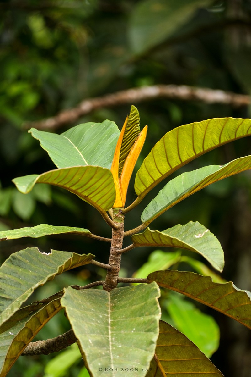 Artocarpus scortechinii photo 2