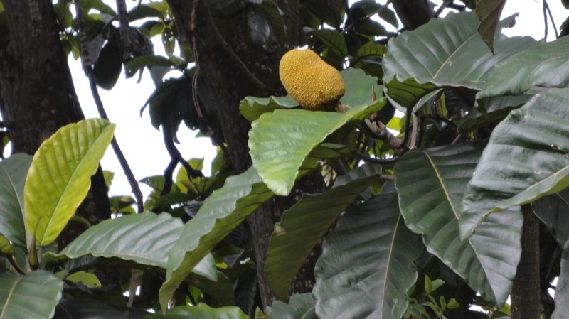 Artocarpus scortechinii photo 3