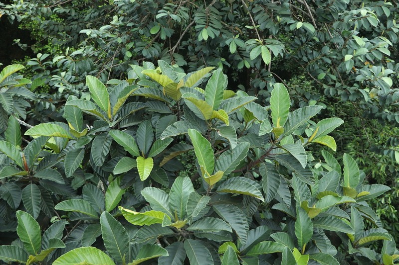 Artocarpus scortechinii photo 4