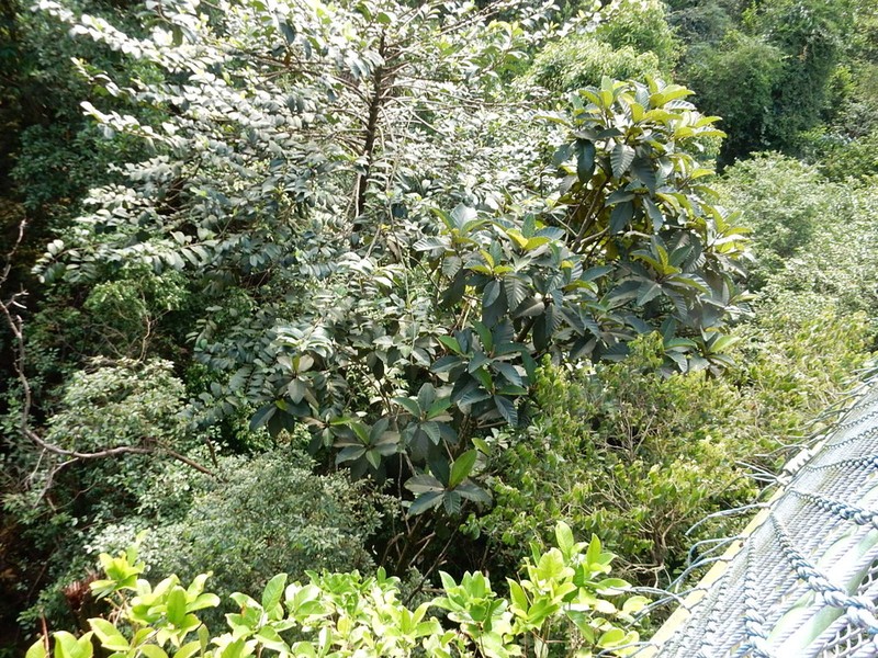 Artocarpus scortechinii photo 5