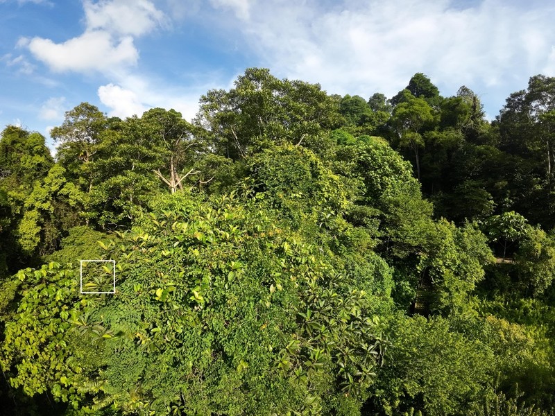 Artocarpus scortechinii photo 6