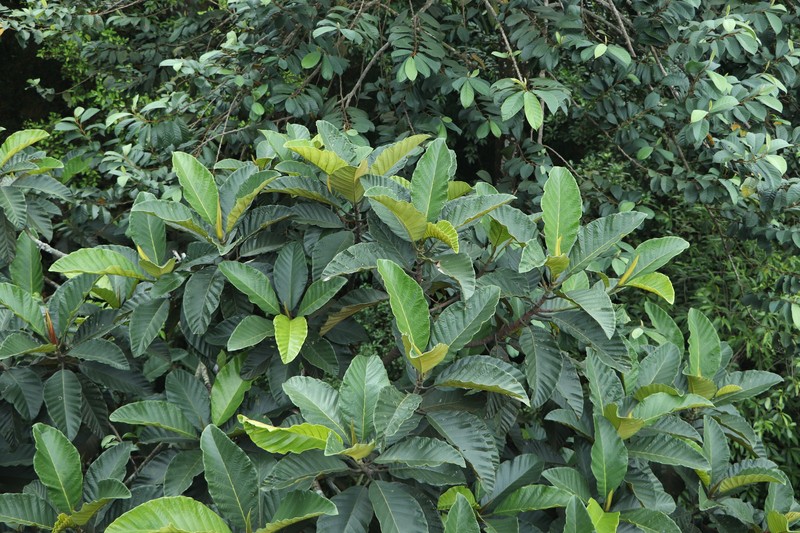 Artocarpus scortechinii photo 7
