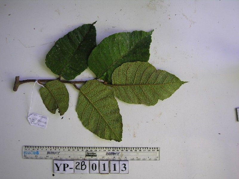 Artocarpus sepicanus