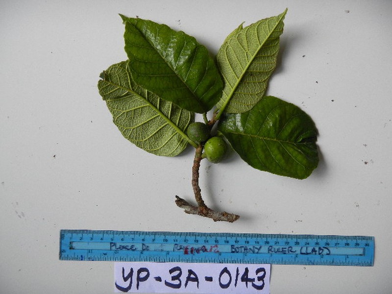 Artocarpus sepicanus photo 2