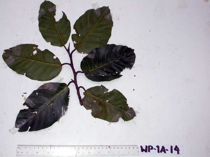 Artocarpus sepicanus photo 3
