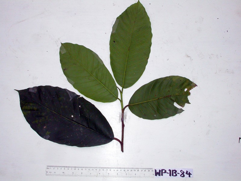 Artocarpus sepicanus photo 4