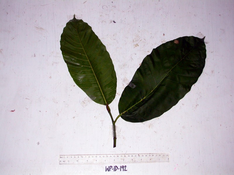 Artocarpus sepicanus photo 5
