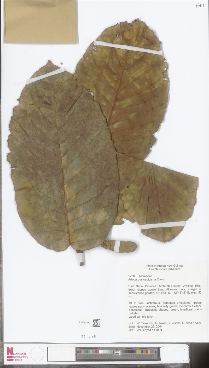 Artocarpus sepicanus photo 6