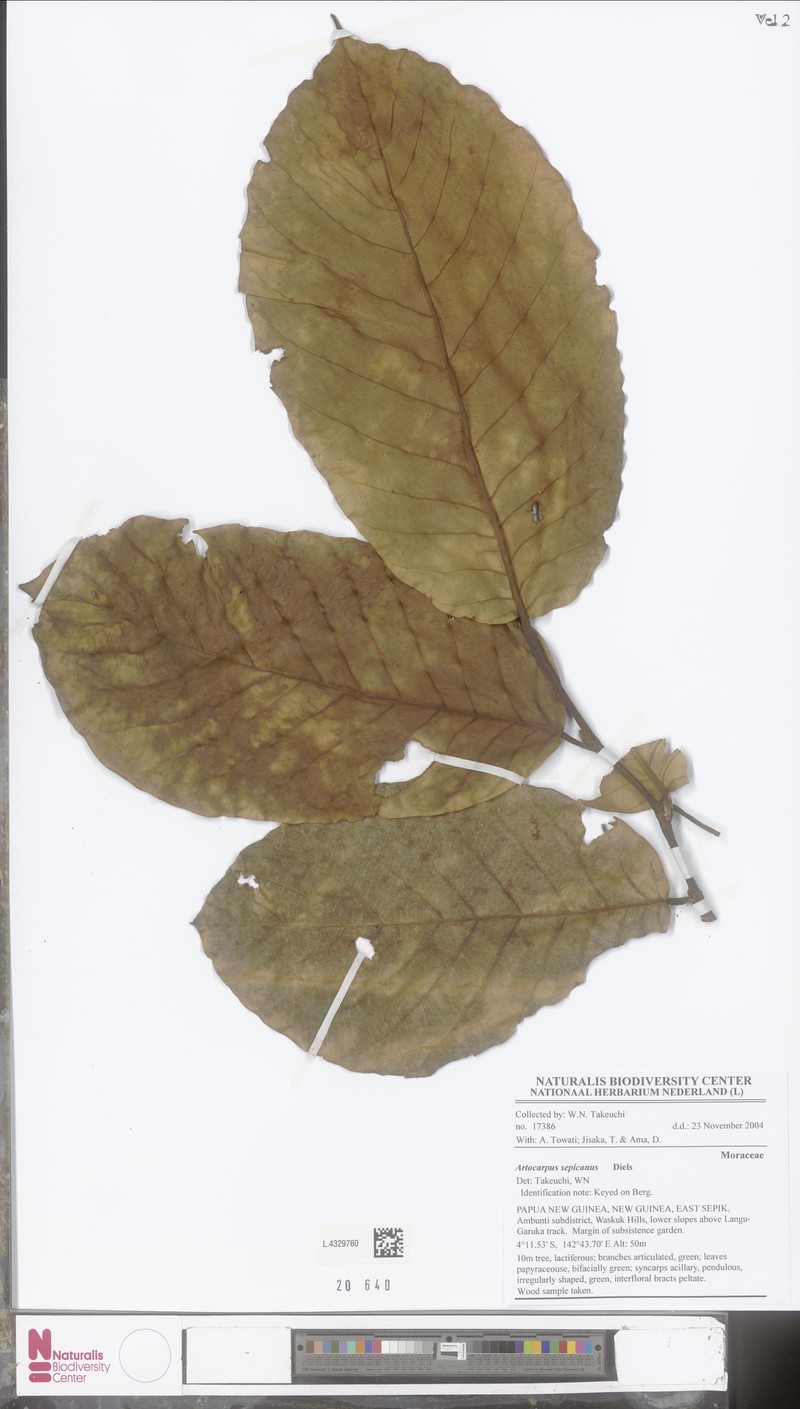 Artocarpus sepicanus photo 7