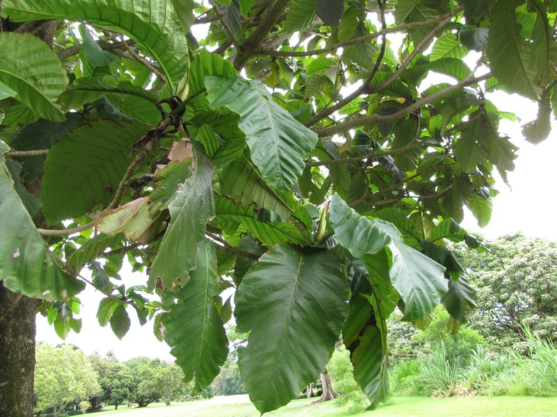 Artocarpus sericicarpus