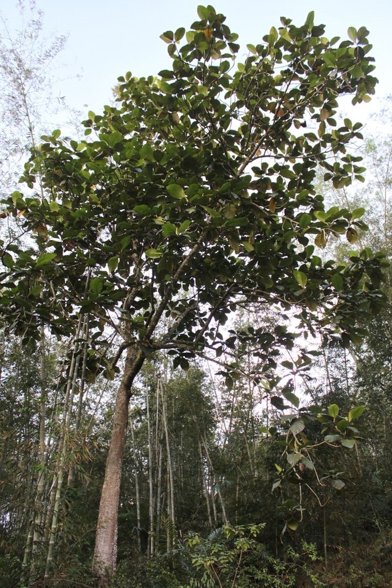 Artocarpus sericicarpus photo 2