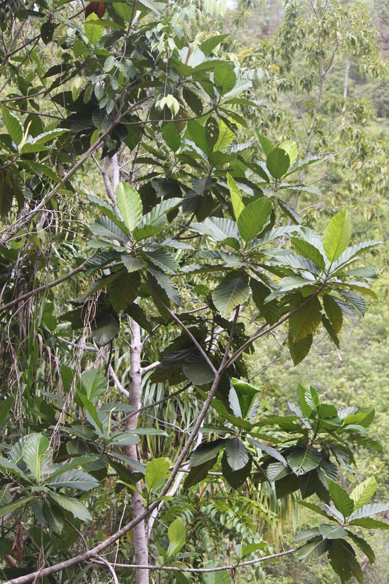 Artocarpus sericicarpus photo 3