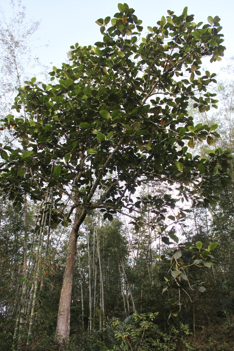Artocarpus sericicarpus photo 4