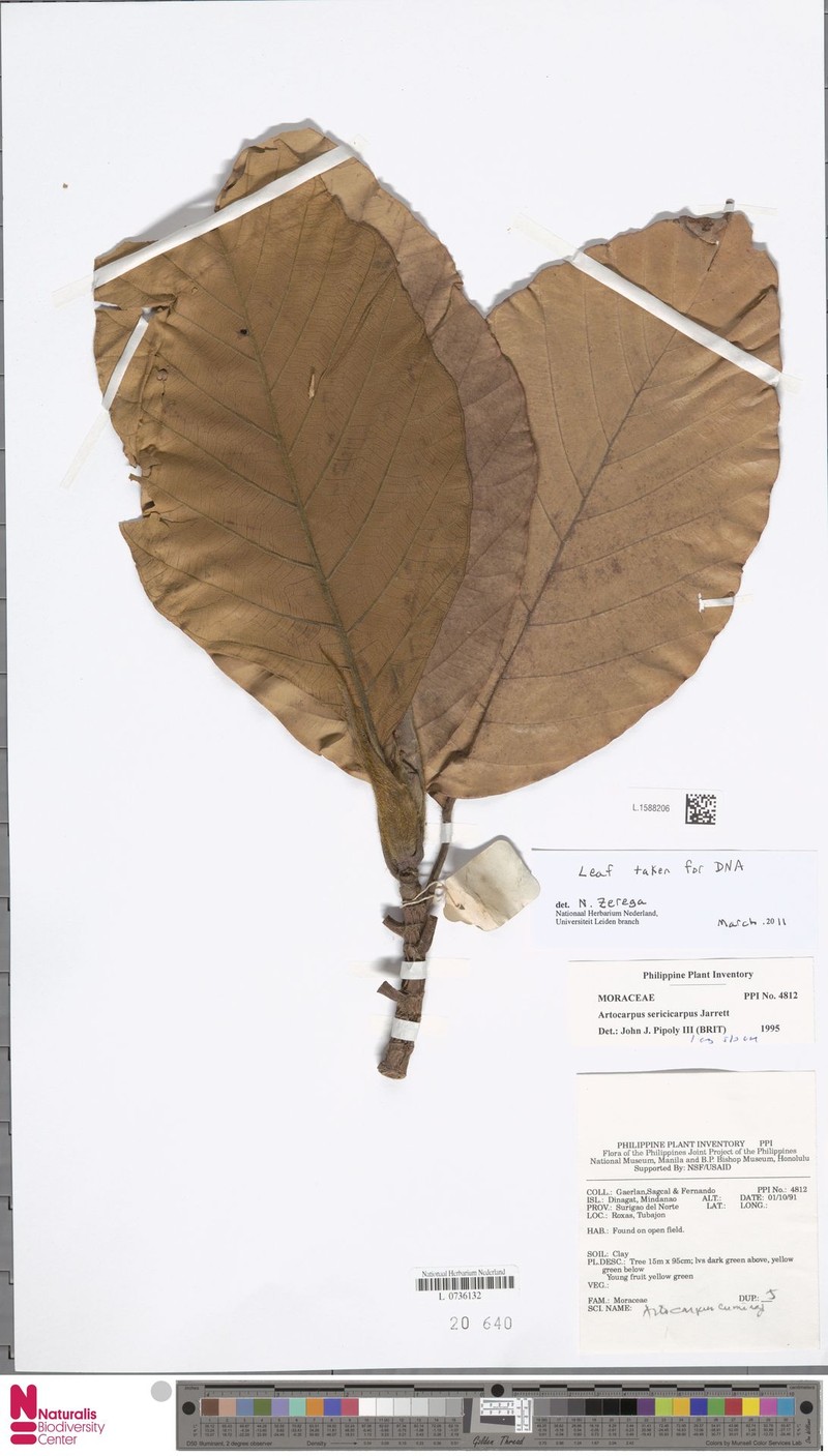 Artocarpus sericicarpus photo 6
