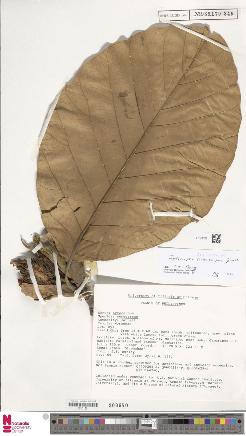 Artocarpus sericicarpus photo 7