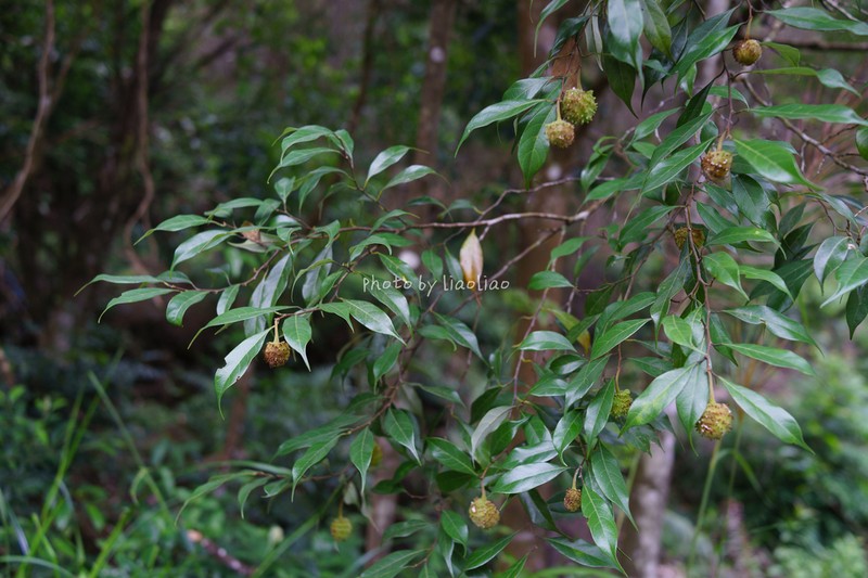 Artocarpus styracifolius