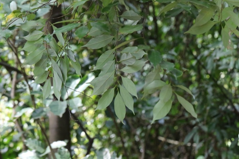 Artocarpus styracifolius photo 2