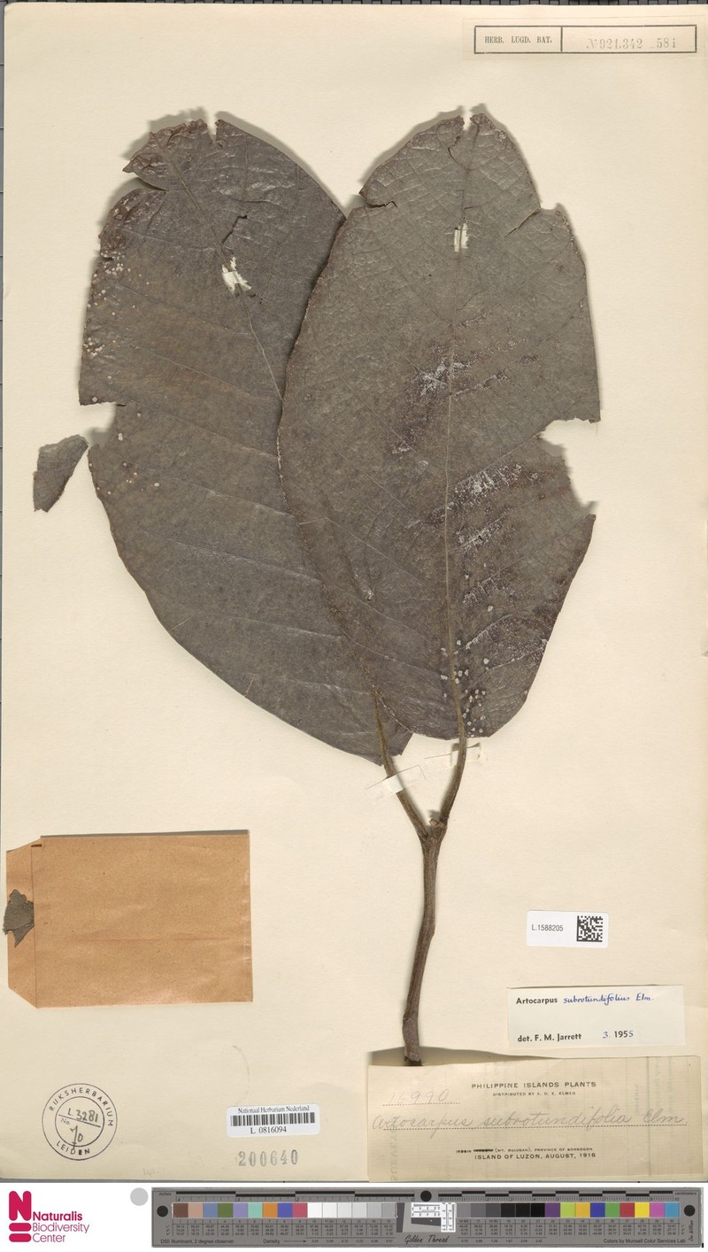 Artocarpus subrotundifolius