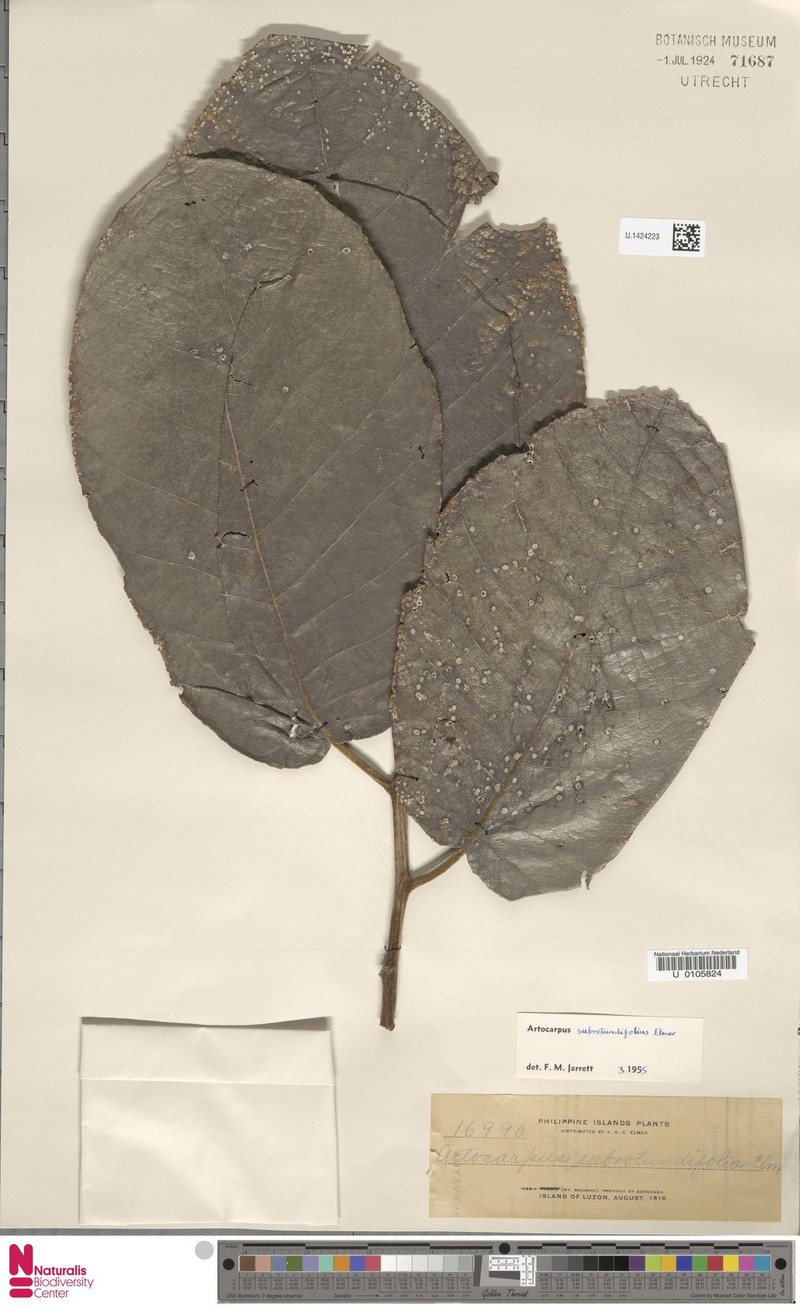 Artocarpus subrotundifolius photo 2
