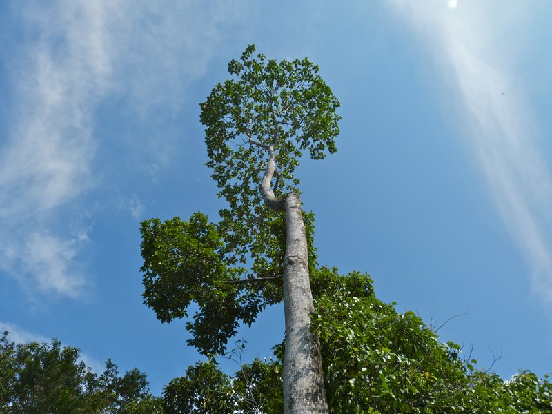 Artocarpus