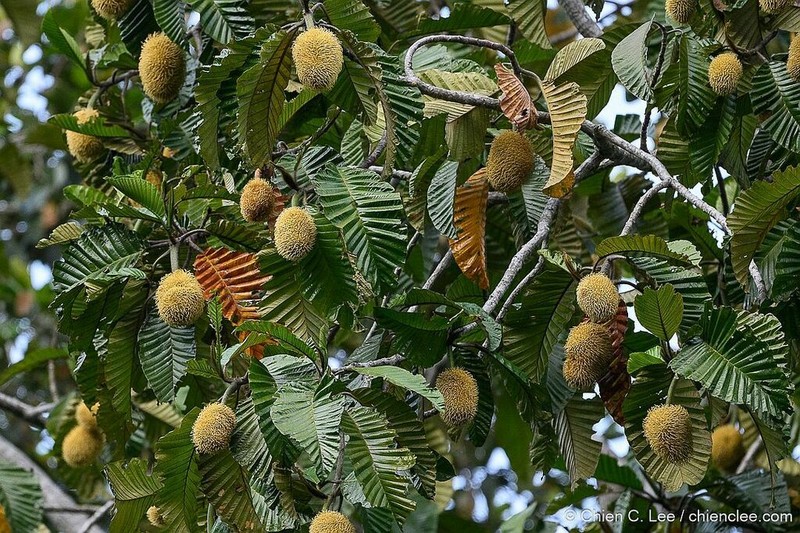 Artocarpus photo 2