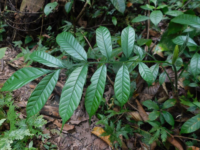 Artocarpus photo 5