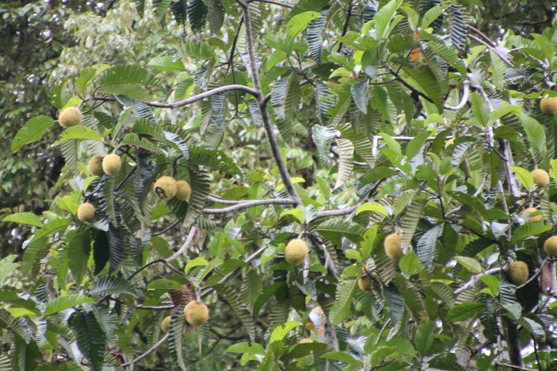 Artocarpus photo 6