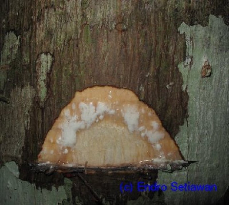 Artocarpus teysmannii