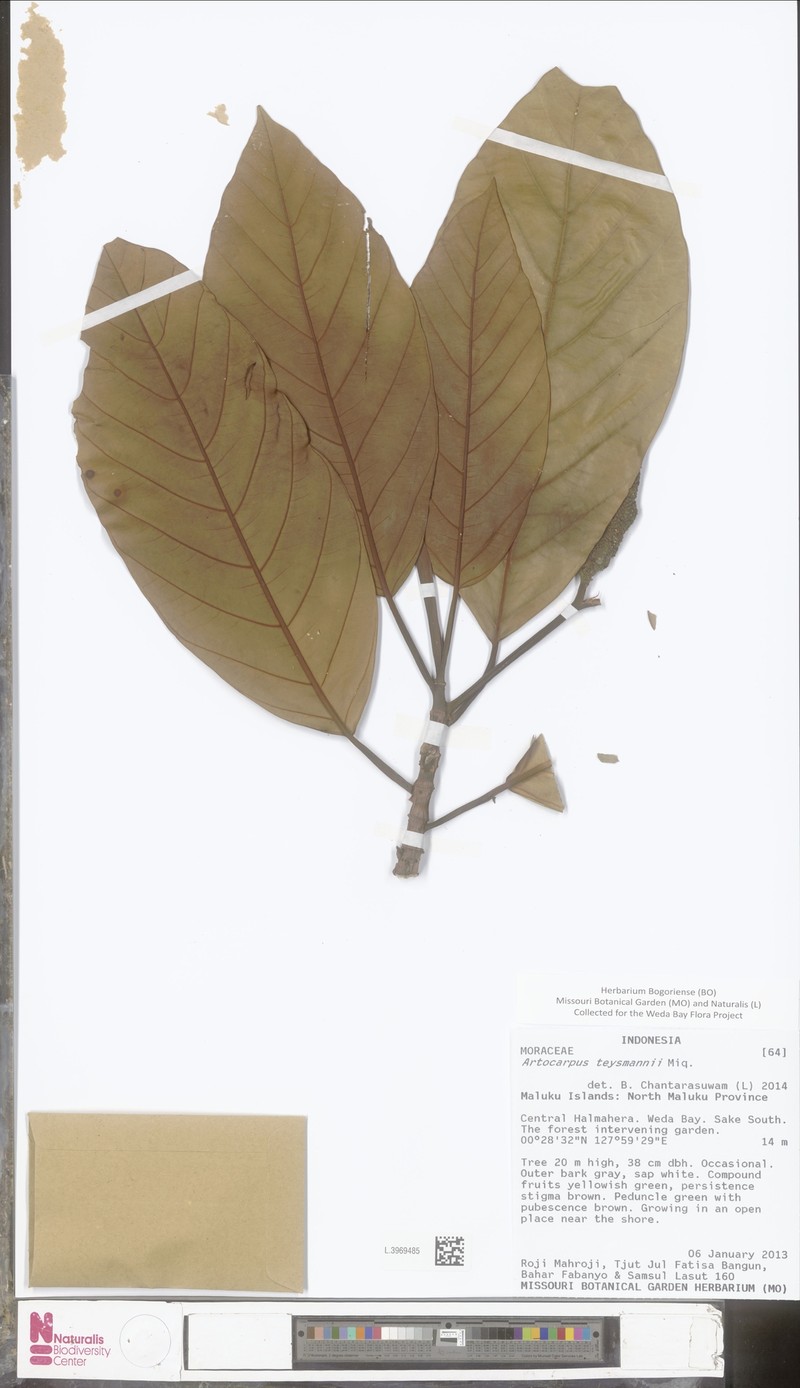 Artocarpus teysmannii photo 2