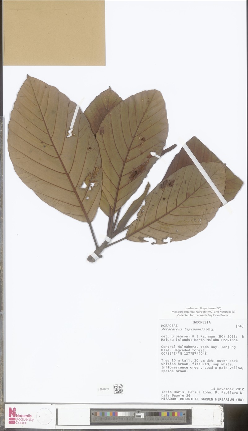 Artocarpus teysmannii photo 3