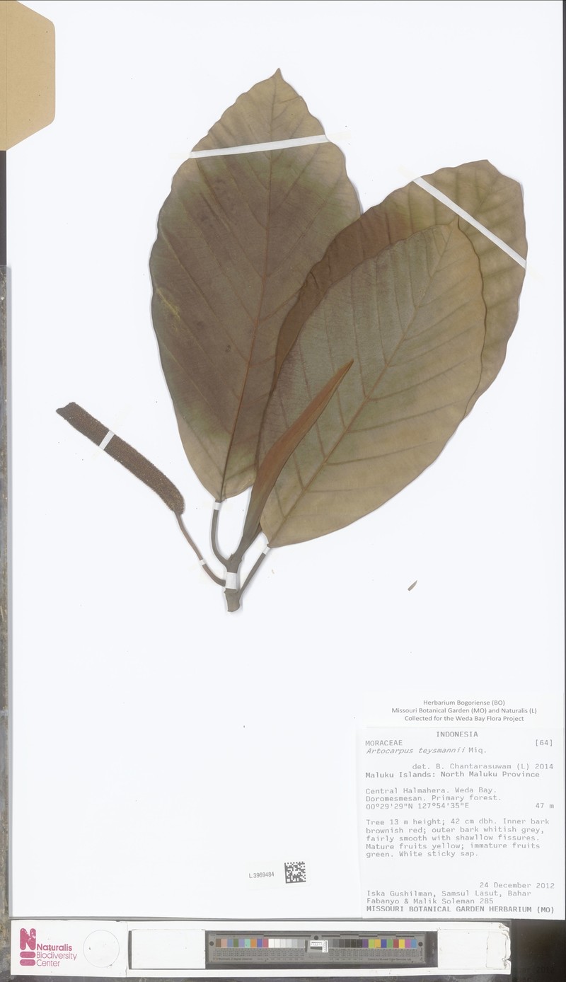 Artocarpus teysmannii photo 4