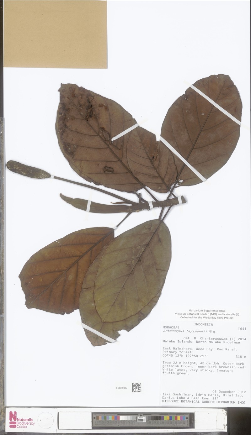 Artocarpus teysmannii photo 5