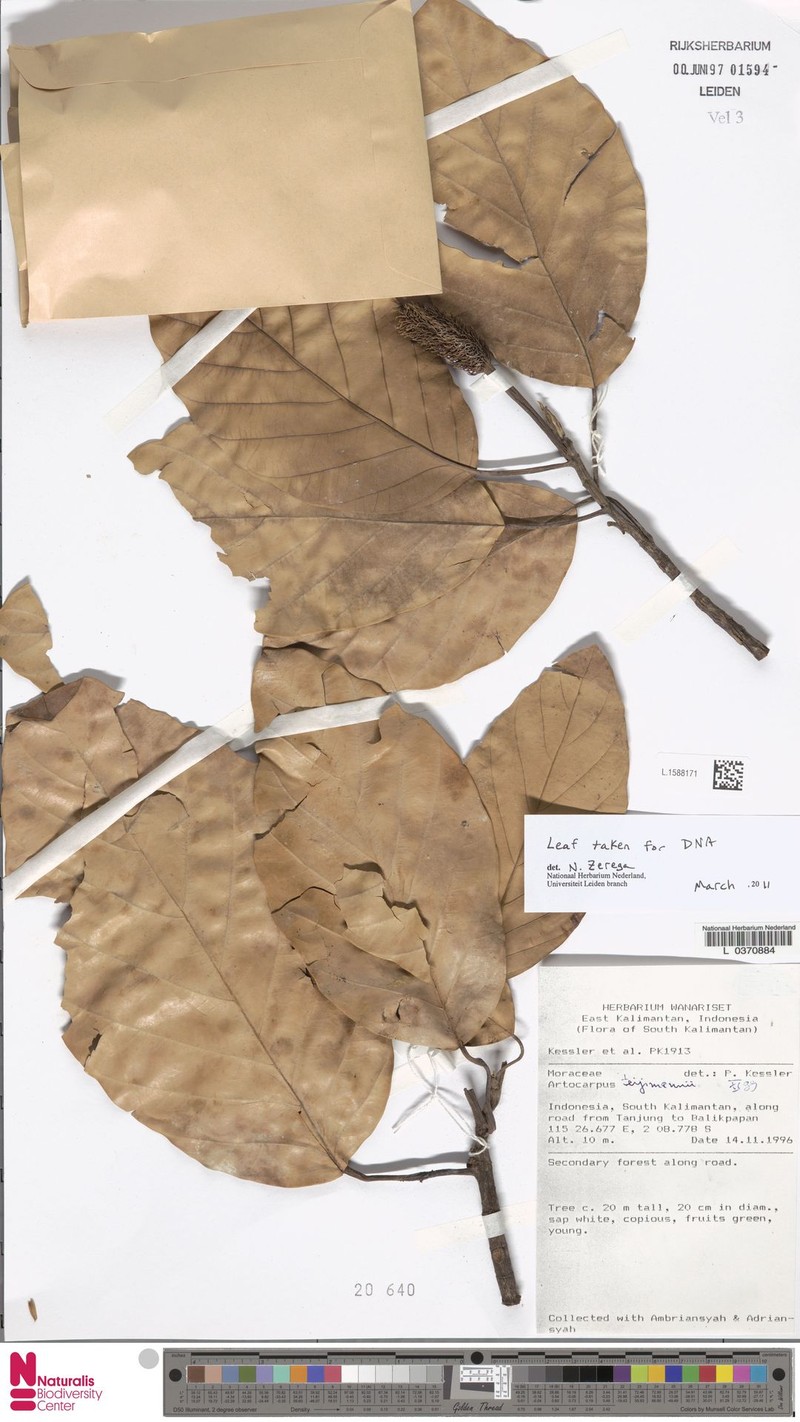 Artocarpus teysmannii photo 6