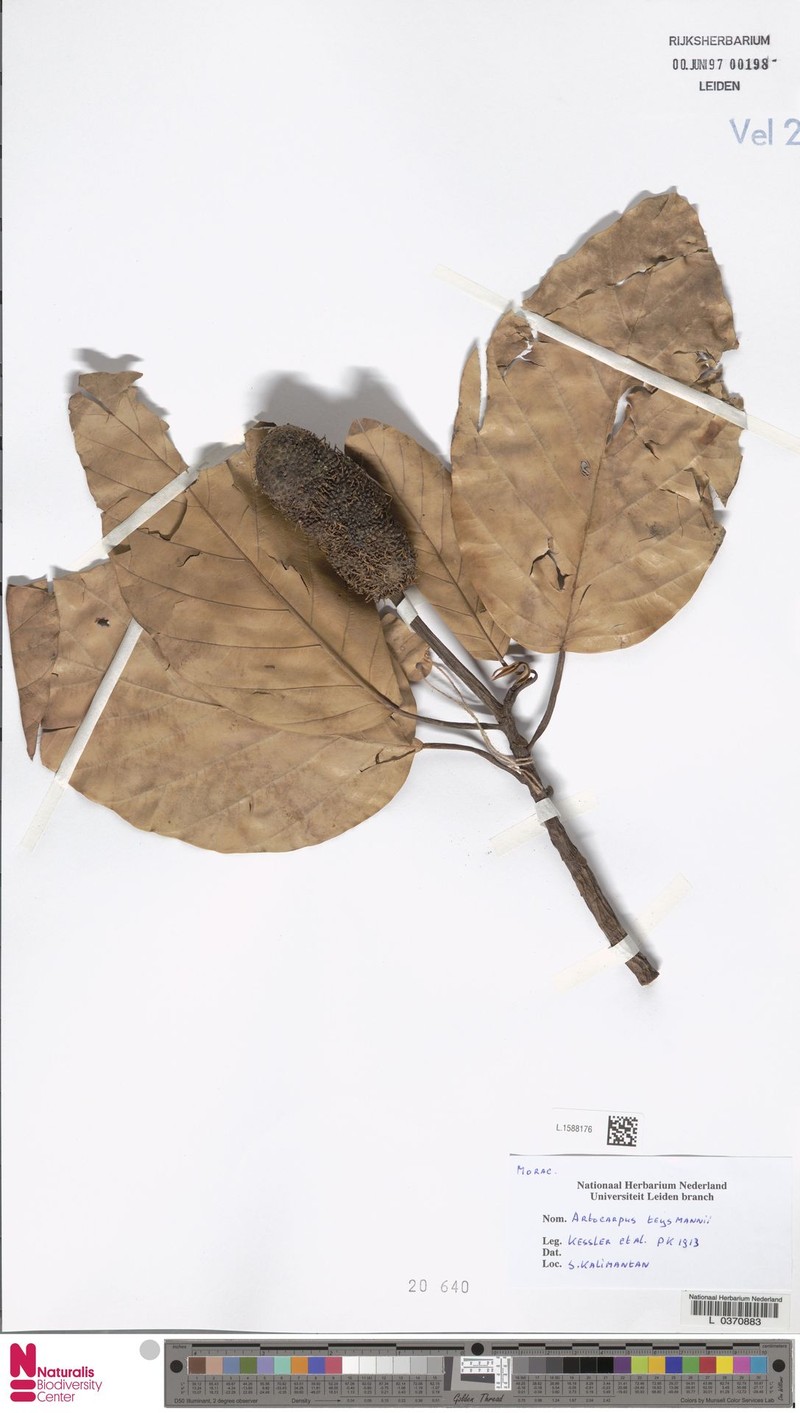 Artocarpus teysmannii photo 7