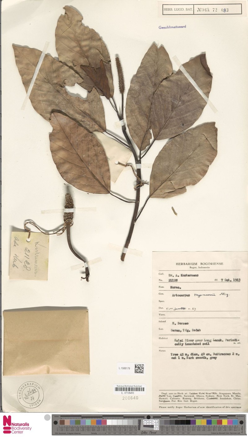 Artocarpus teysmannii photo 8