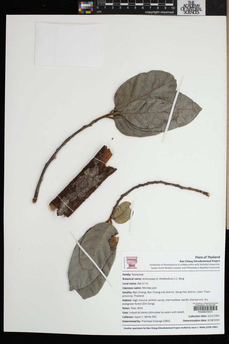 Artocarpus thailandicus