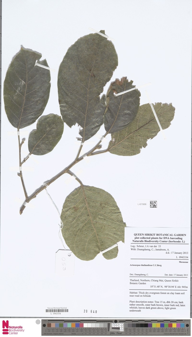 Artocarpus thailandicus photo 2