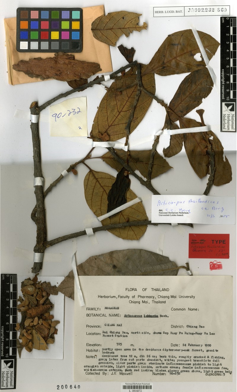 Artocarpus thailandicus photo 3