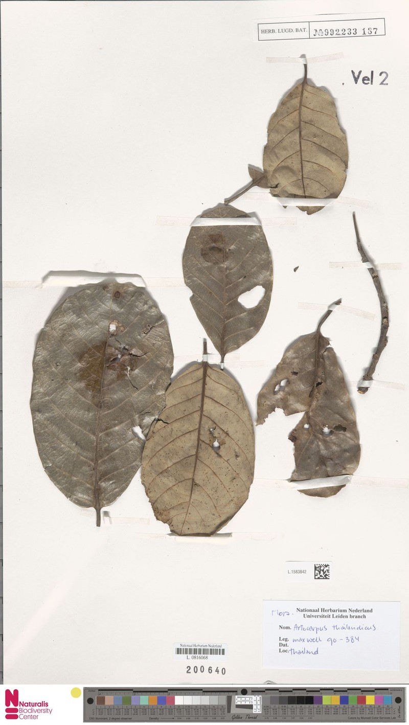 Artocarpus thailandicus photo 4