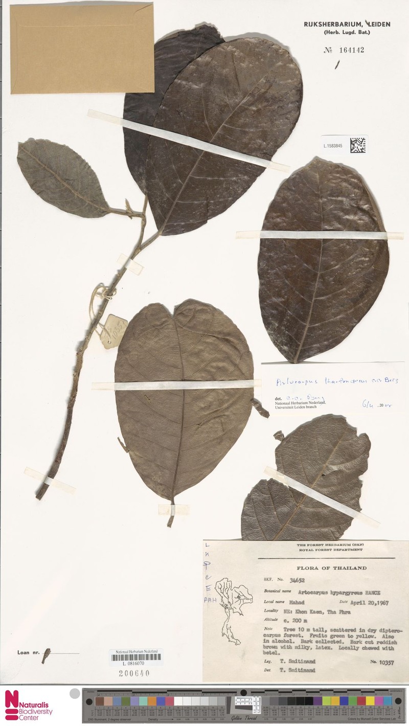 Artocarpus thailandicus photo 6