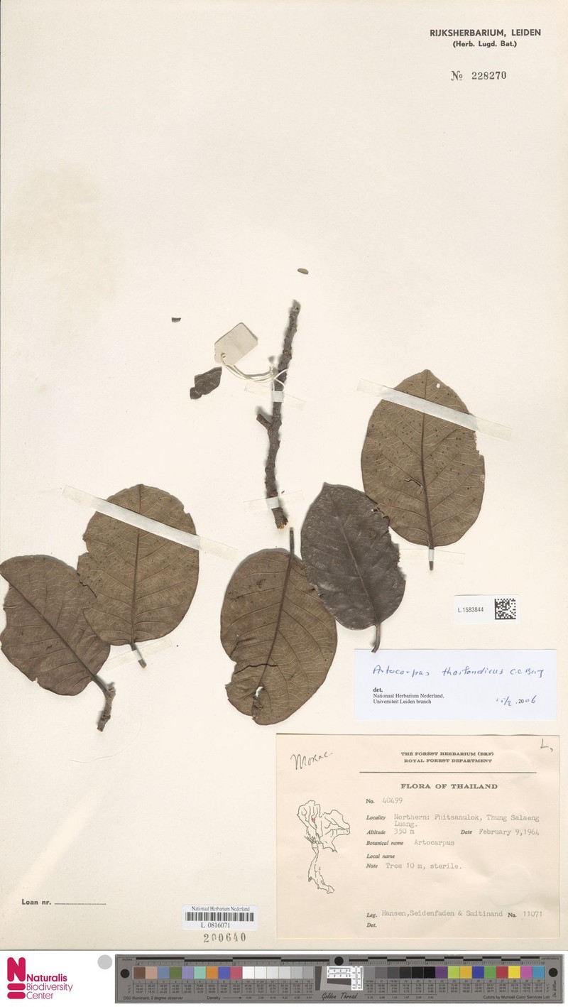 Artocarpus thailandicus photo 7