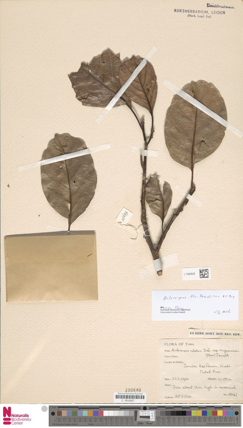 Artocarpus thailandicus photo 8