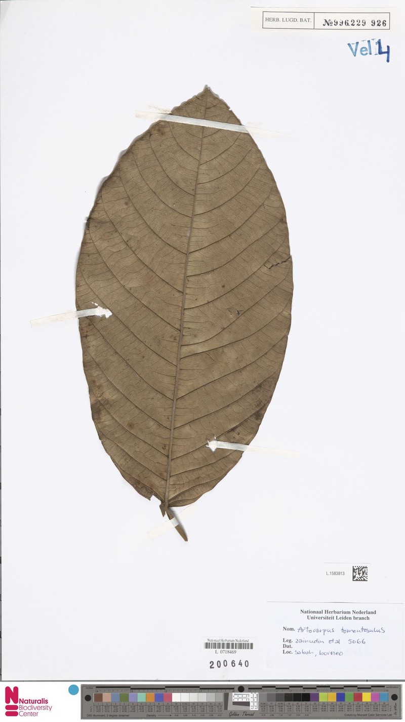 Artocarpus tomentosulus photo 5
