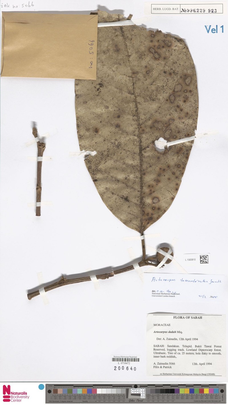 Artocarpus tomentosulus photo 6