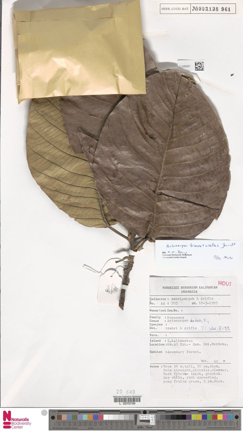 Artocarpus tomentosulus photo 8