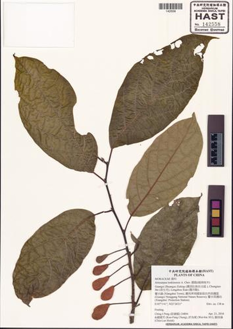 Artocarpus tonkinensis